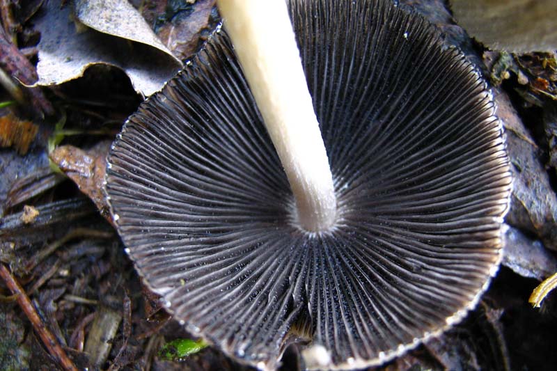 Coprinus?